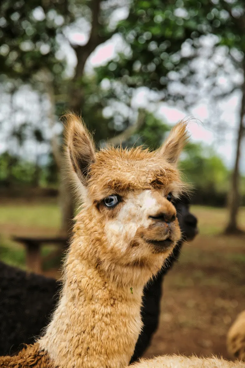 Alpaca