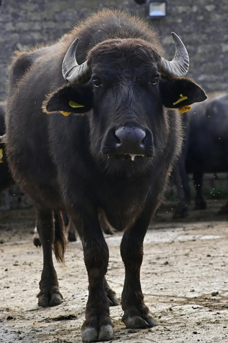 Buffalo