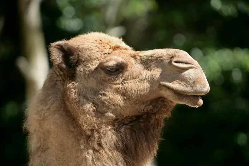 Camel