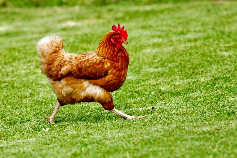 Poultry and birds