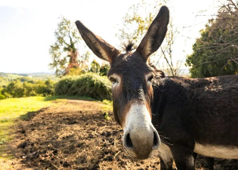 Donkey