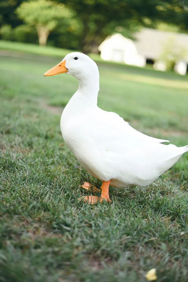 Goose