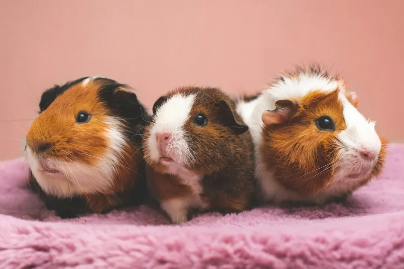 Guinea Pig