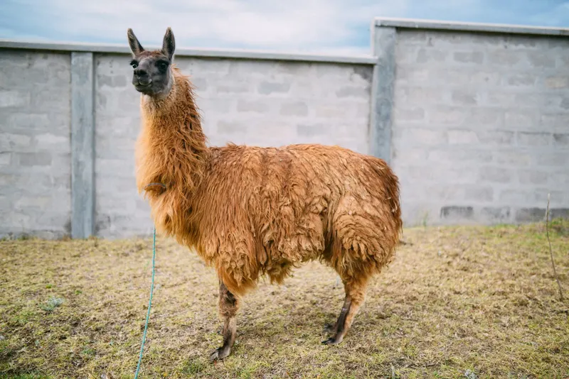 Llama