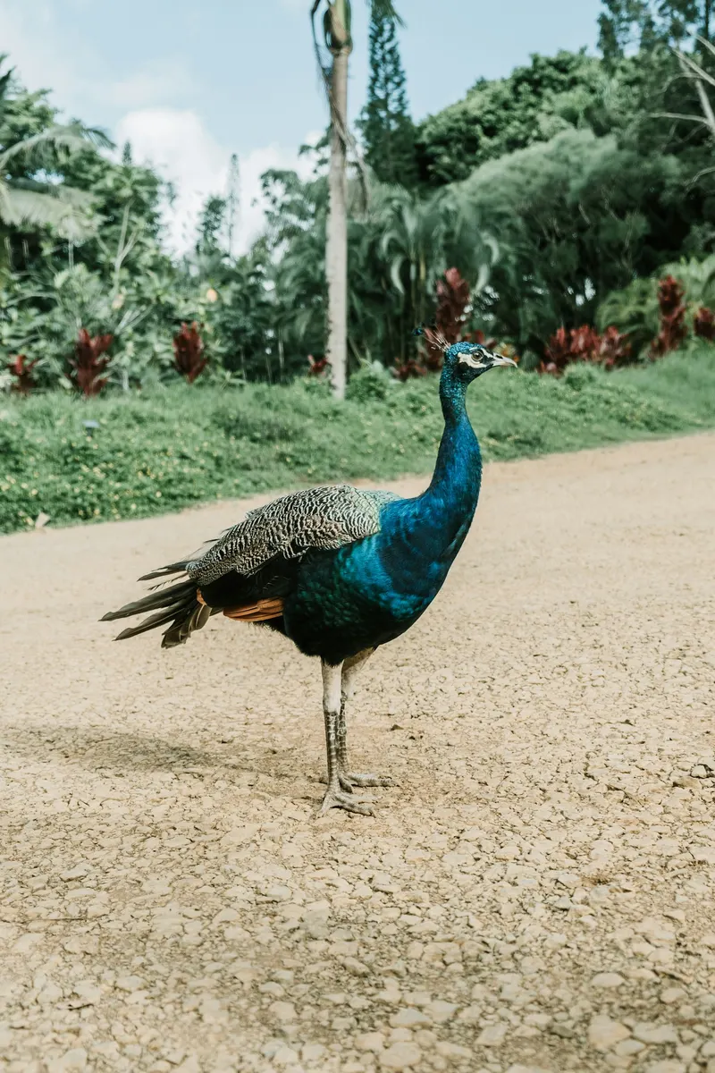 Peafowl