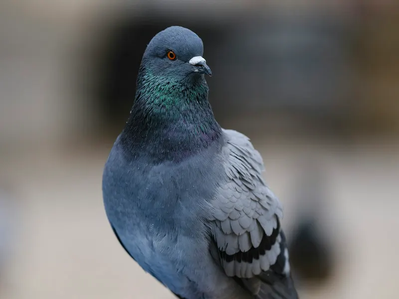 Pigeon