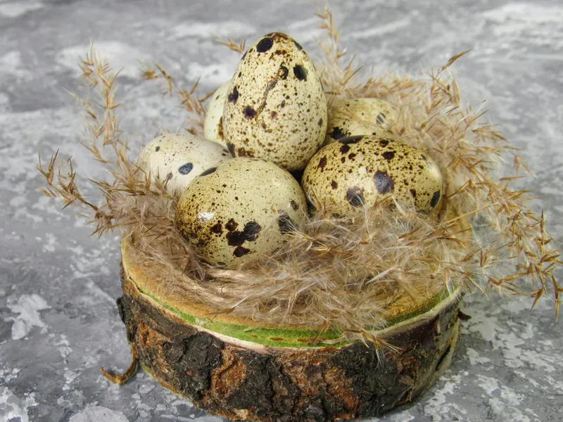 Quail