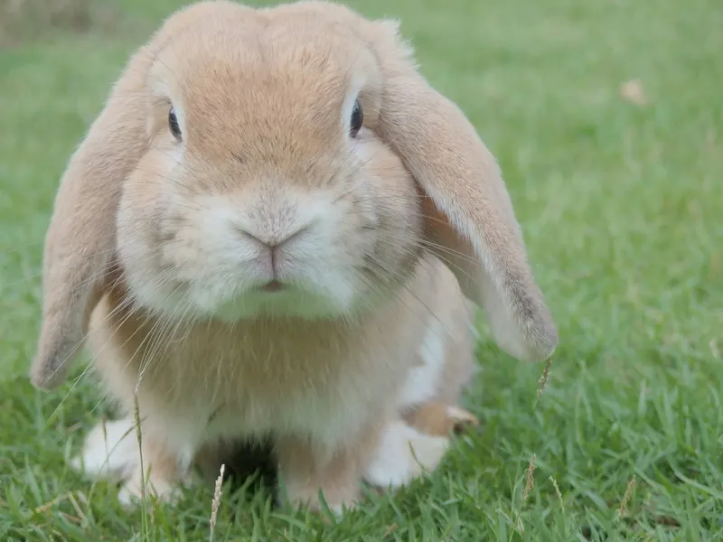 Rabbit